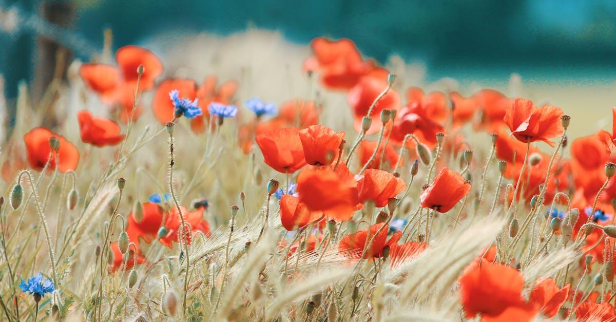 Ontdek de magie van de natuur: Dieren en outdoor avontuur